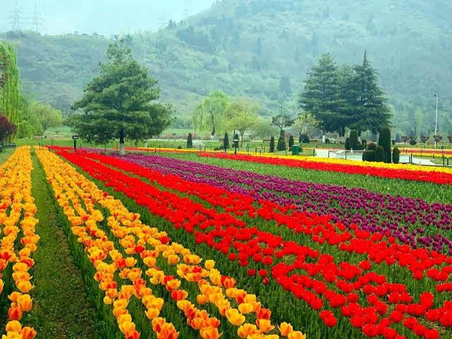 TULIP GARDEN SRINAGAR 